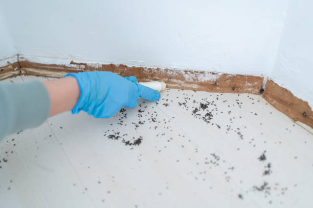 Best Pest Inspection Near Me  in North Pekin, IL